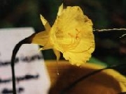 bulbocodium mesalanticus